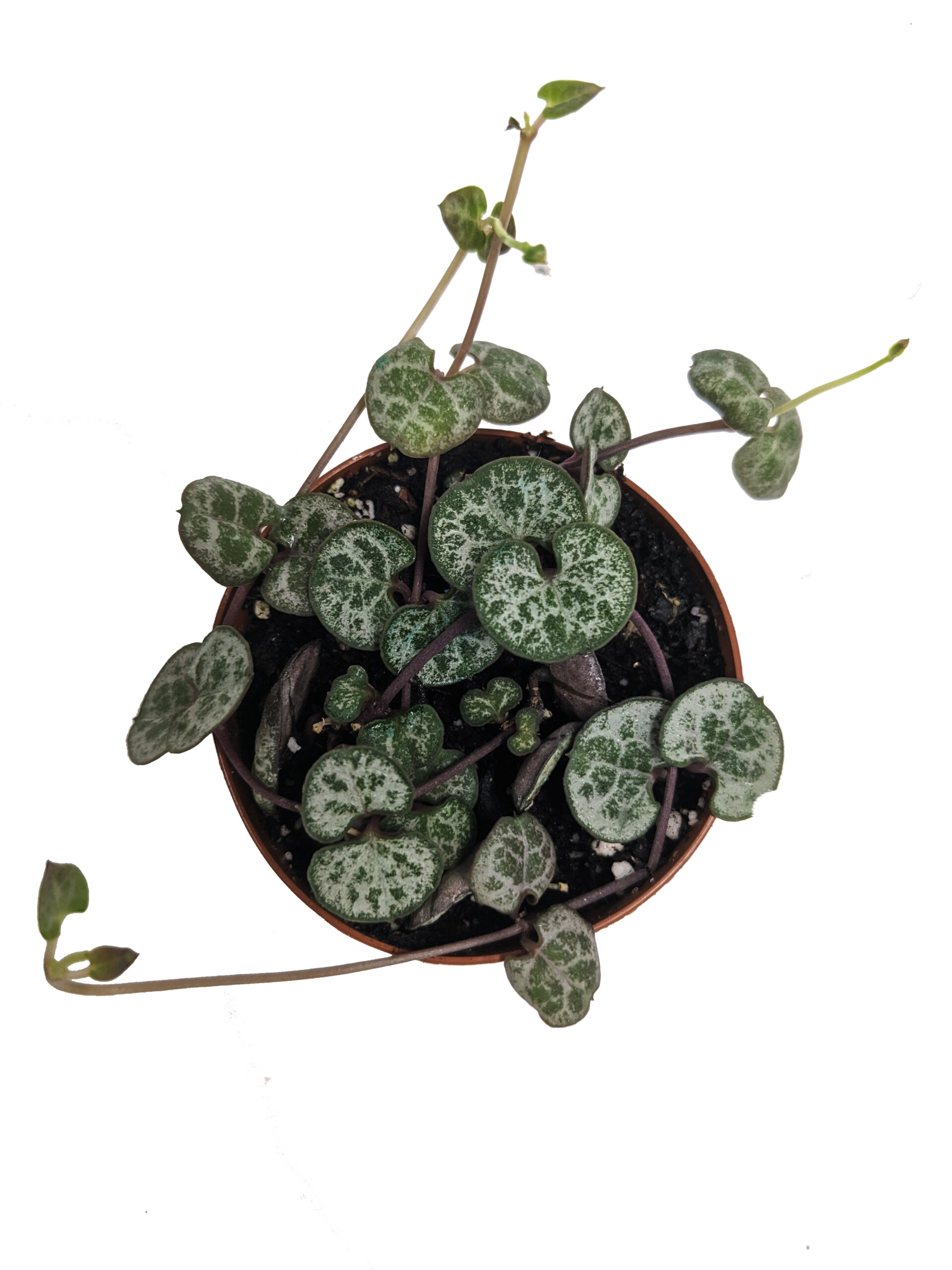 ceropegia woodii "string of hearts silver"