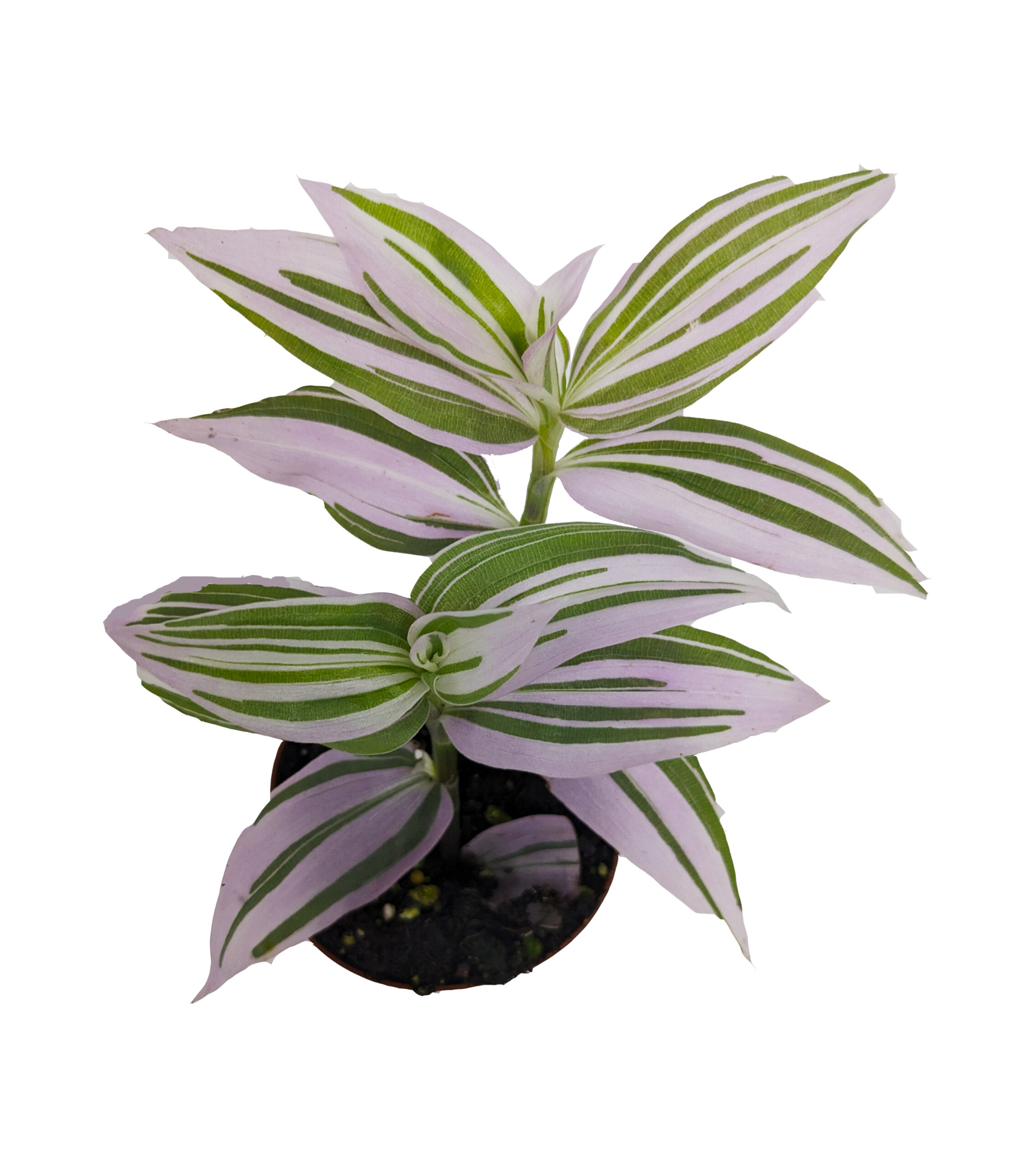 Tradescantia Lollipop