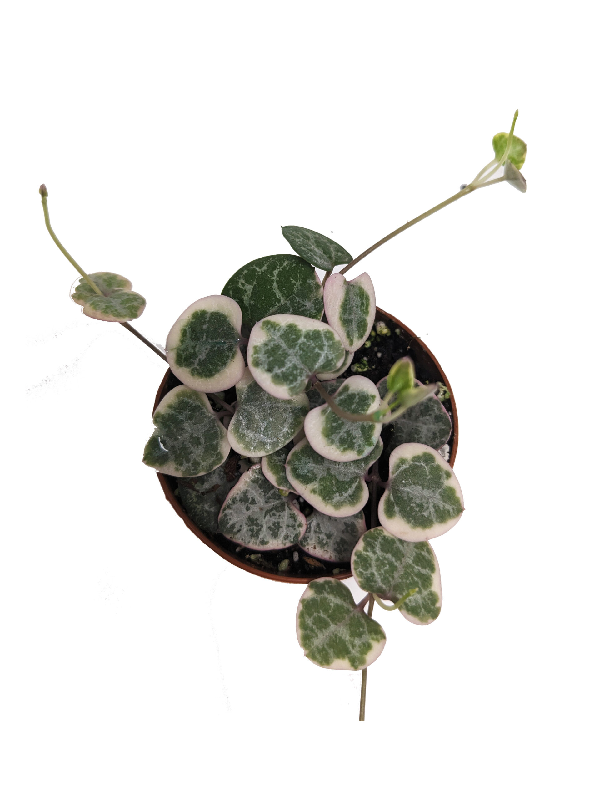 ceropegia woodii "string of hearts" variegated