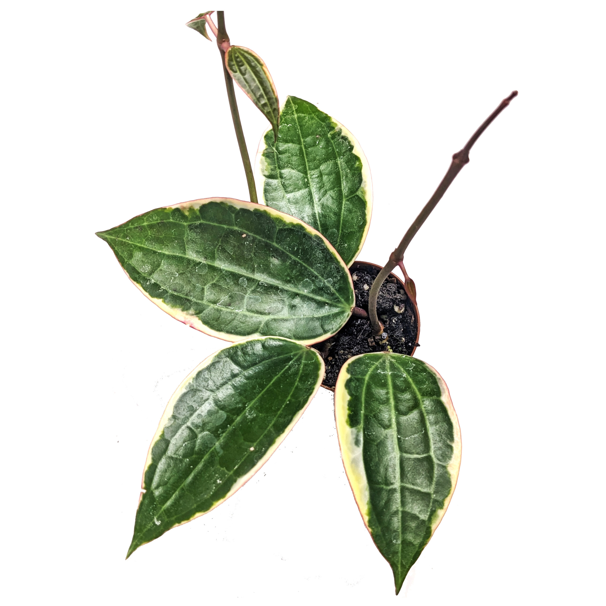 hoya latifolia macrophylla variegated