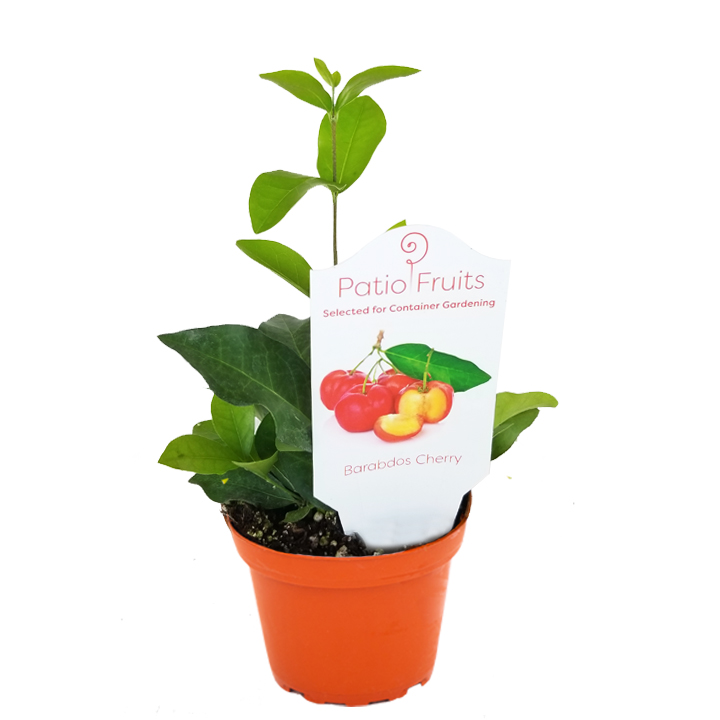 Patio Fruit Holt Nurseries