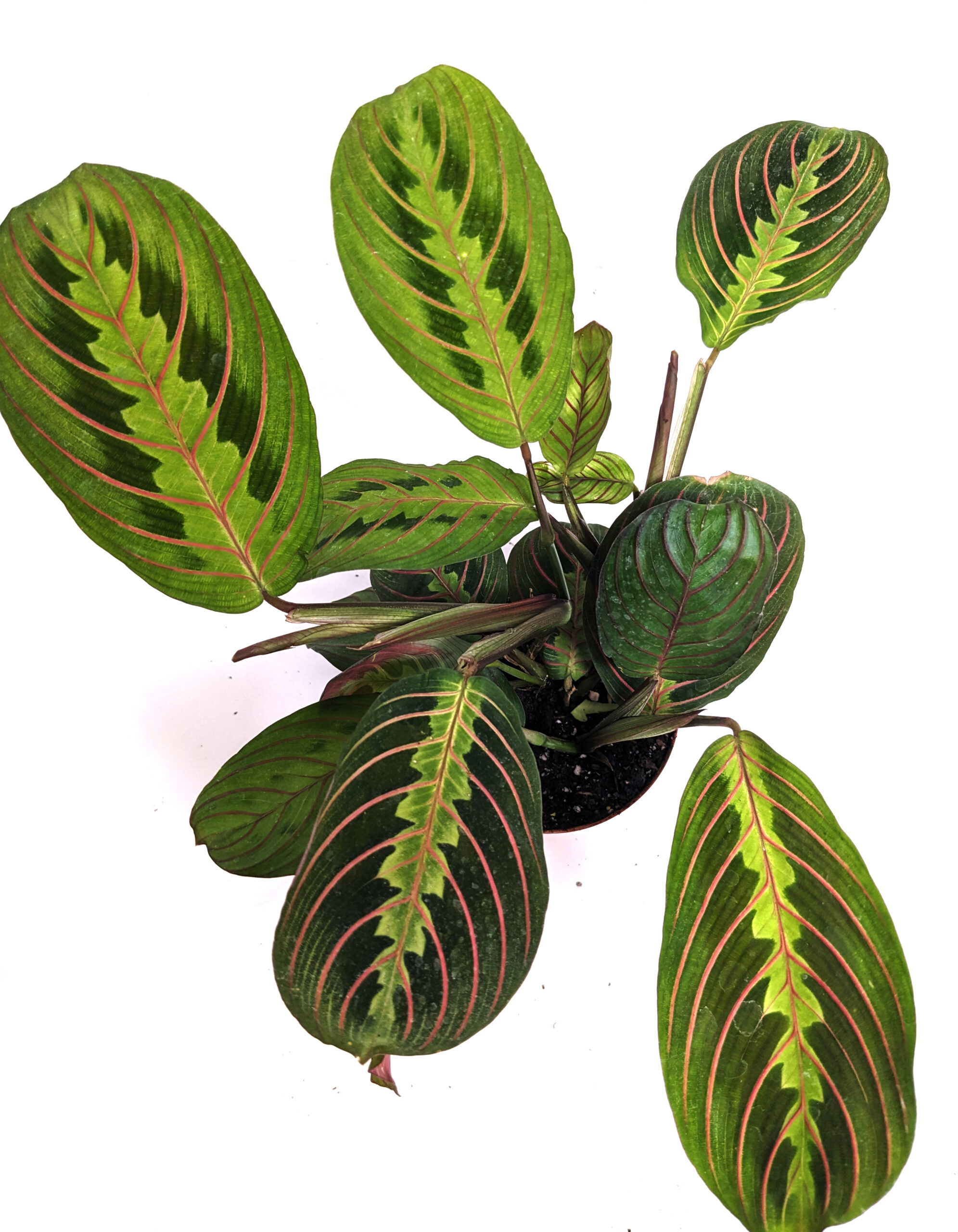 red maranta "prayer plant"