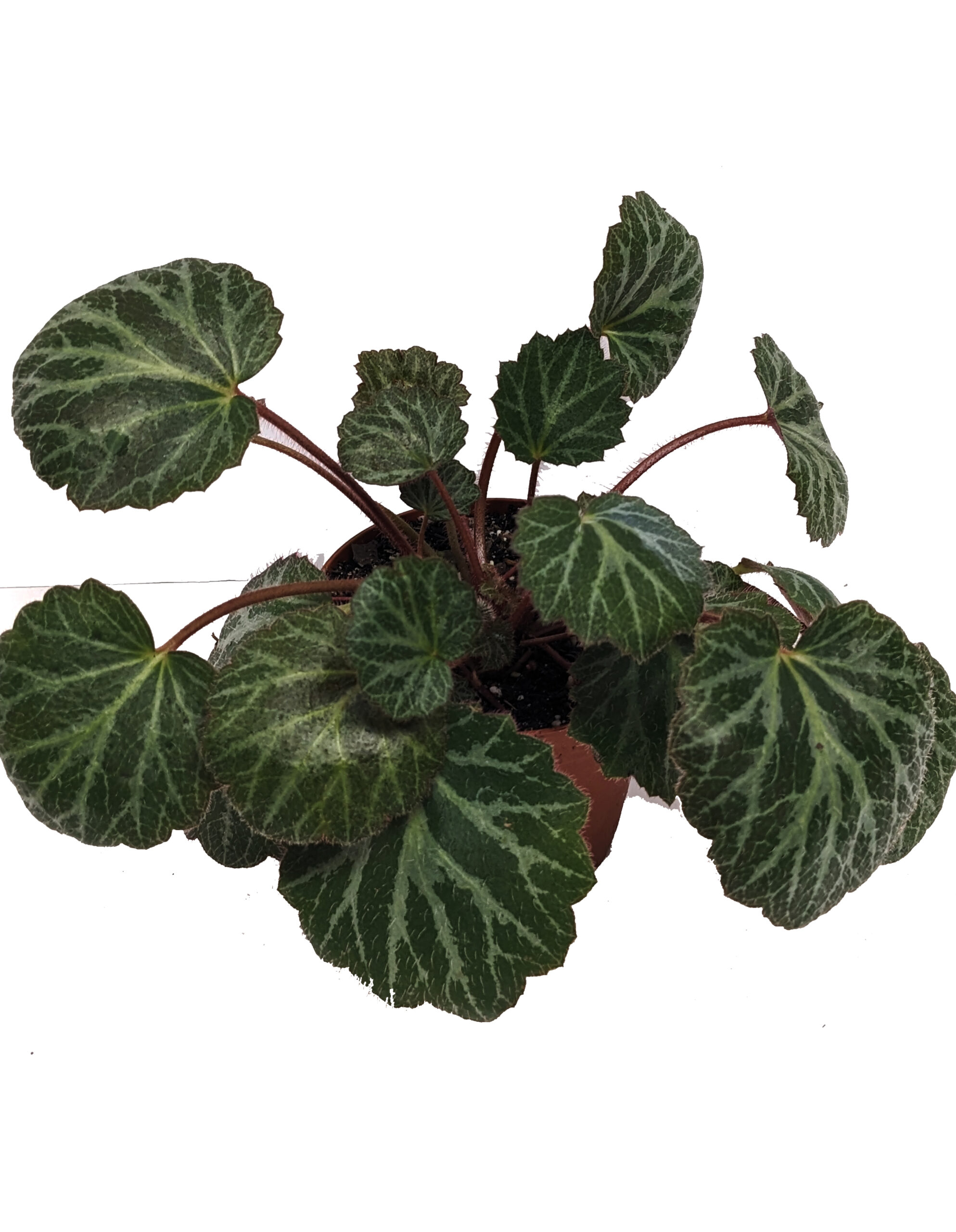 saxifraga strawberry begonia