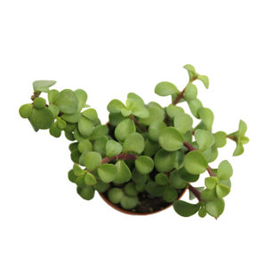 portulacaria afra ‘green elephant bush’