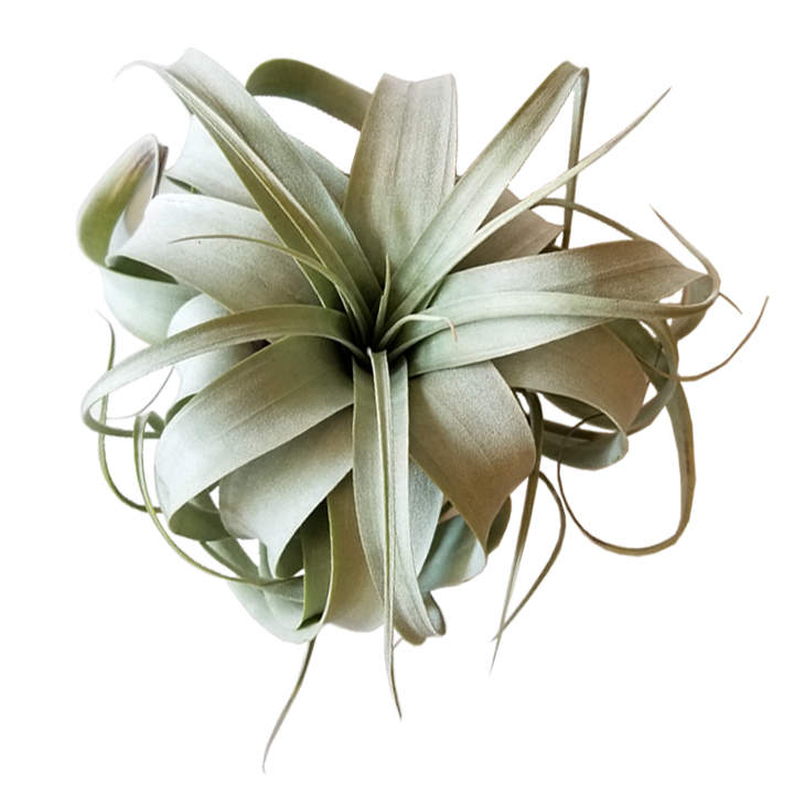 tillandsia xerographica